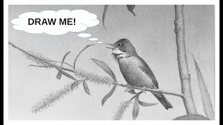 How To Draw Realistic Birds In Graphite, Detail & Feather Texture