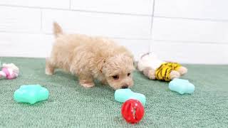 ハーフ犬の動画01