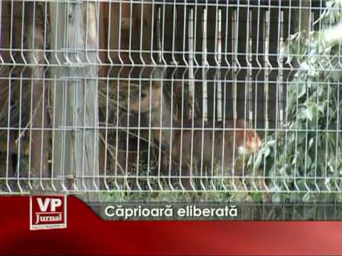 Căprioară eliberată