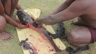 BIG CAT FISH catching cleaning and cooking in my village / Prepared by my daddy friends