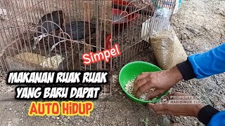 Download lagu cara memberi makan burung ruak ruak yang baru dapat mp3