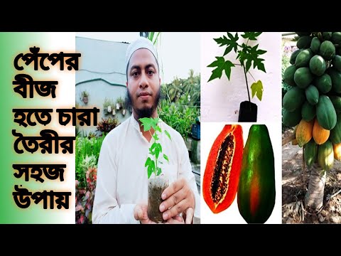 পেপে বীজ হতে গাছ তৈরীর কৌশল