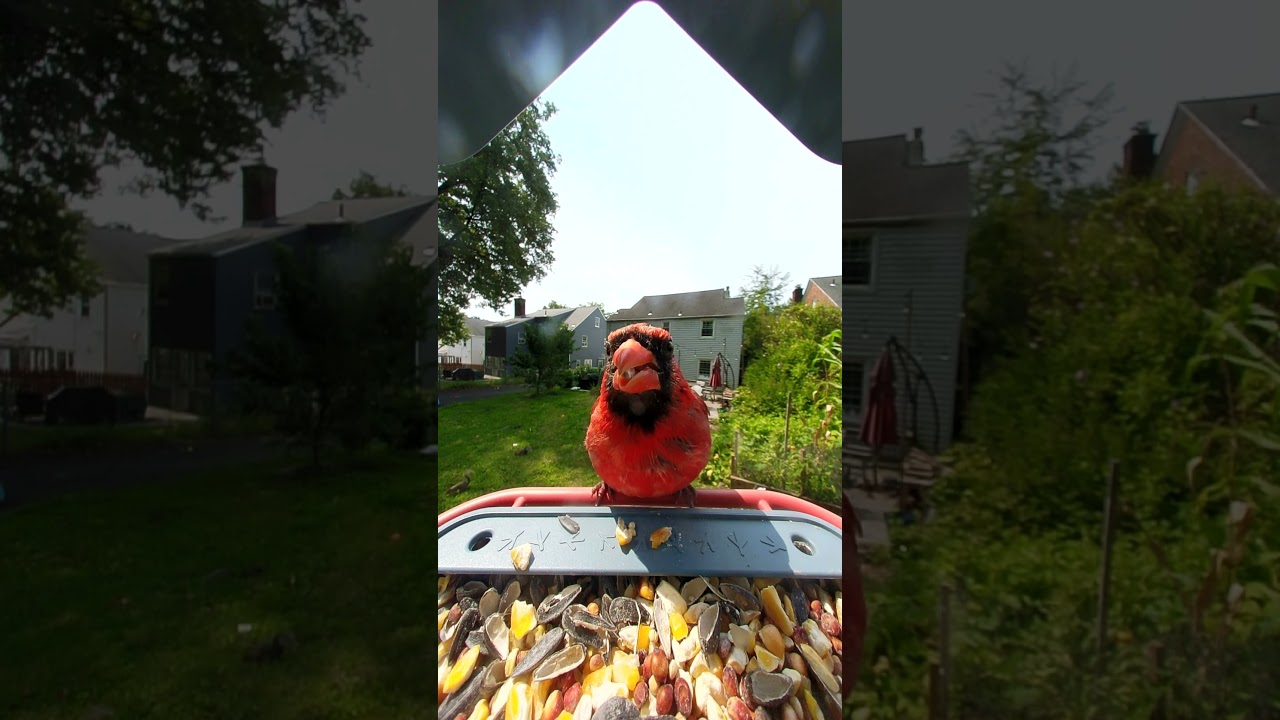 BirdBuddy Home - YouTube