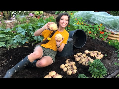 , title : 'How to Grow: Potatoes in Pots / Homegrown Garden'