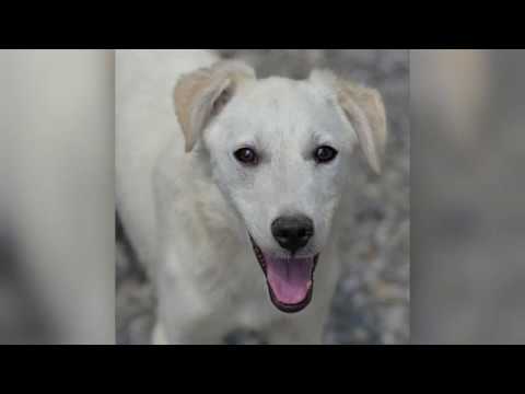 Rice (teefje, 3 jaar), Safiya en Sana (teefjes, pubers)