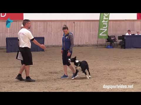 Qualification - Ekaterina Osetskaya + Livin' La Vida Loca/Border Collie - Ukraine