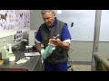 The Vet S Role In Getting A Mare Prepared For Mating