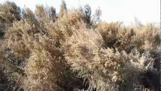 Psalms 116  I love the Lord because he hath heard