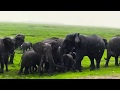 When An Elephant Gives Birth The Herd Rush To Celebrate With Her