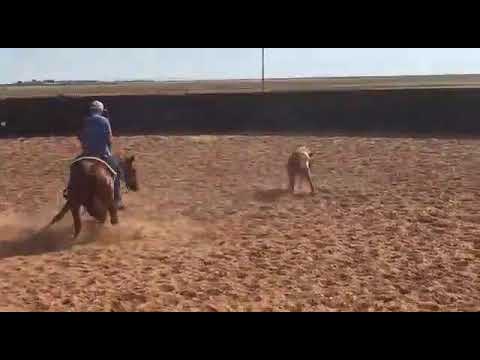 Treino de apartação