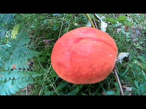 Збираємо Білі Гриби 2018 Собираем белые грибы 2018 Pick White Fungi 2018