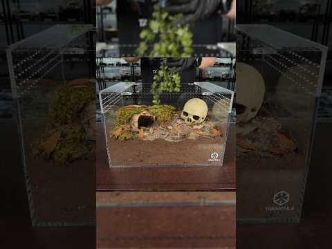 Skull Planters for Tarantulas: Unique Terrarium Decor Guide