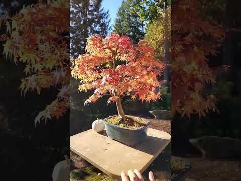 ドワーフローズ「アミュレット」 植物