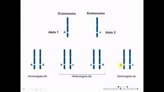 Genética T3A: Herencia mendeliana 1a Ley - Biología Celular y Tisular