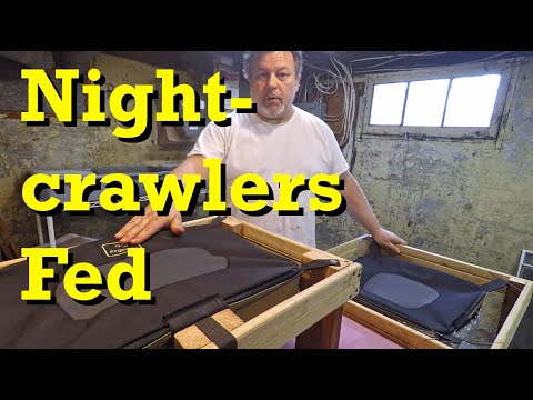 Nightcrawlers fed with the ANC migration progressing nicely - vermicomposting