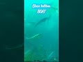 Glass bottom boat #Awesome #caughtoncamera #travel #boat #jgkix