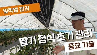 딸기 정식 후 엽작업 관리 아직이라고요????