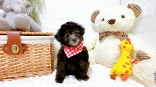 トイプードルの動画02