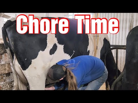 Springtime Cow Milking on our Small Family Dairy Farm/Justin Sells His First Steer