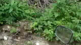 pudding stone 5 pudding stone 5