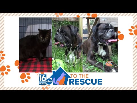 16 To The Rescue: Eleanor, Bernard, and Agatha