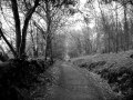 A Path - Olivia Pedroli 