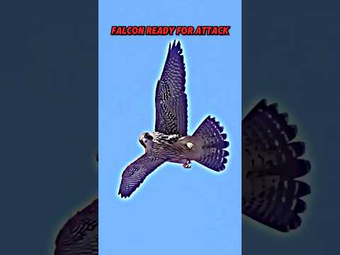 Peregrine Falcon Hunting😱😈 #shorts #trending #animals #falcon #speed #birds #aura