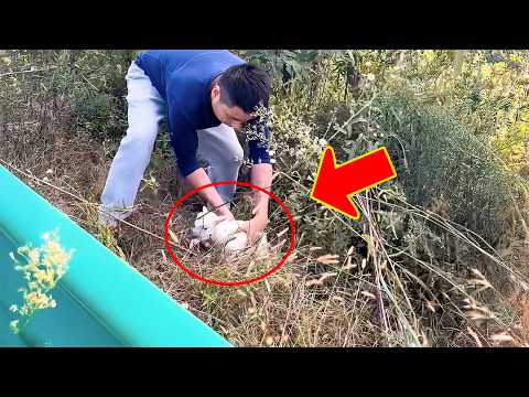 A man rescued a stray baby goat, but something unbelievable happened when he got home.