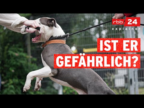 Wesenstest für Hunde: Amstaff Terrier wird geprüft | rbb24 explainer