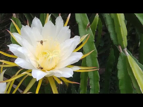 My garden/ Dragon flower 😲😯