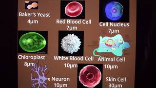 Best ultimate size comparison part 2