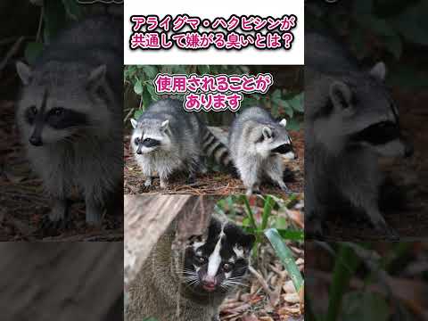 アライグマを追い払う 自然と動物