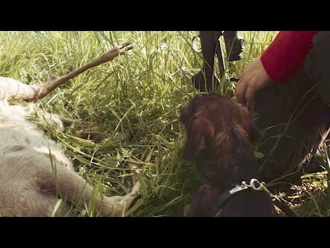 NL Jaagt - Valwild, nazoek met zweethond in Drenthe