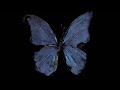 Em Beihold Numb Little Ittle Bug Lyrics