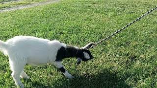 Teaching a Baby Goat to Walk on a Leash
