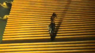 Masabumi Kikuchi-Gumbo