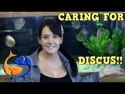 Caring for Discus! Talkin Discus Presented by KGTropicals!!
