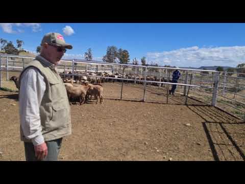 , title : 'Young Meatmater ewe Classing 270 days old'