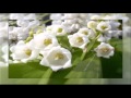 The Lily of the Valley - Burl Ives
