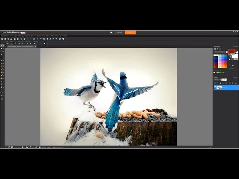 corel painter 2019 download torrent