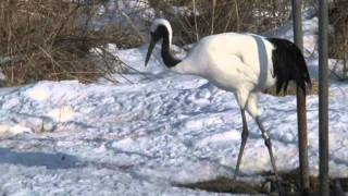 Hokkaido Tourism Video (Kushiro Japanese Crane Reserve)