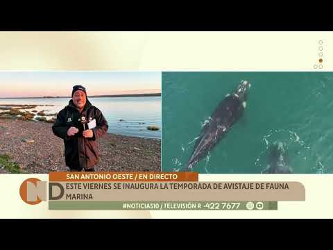 Este viernes se inaugura la temporada de avistaje de fauna marina