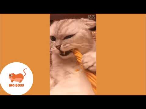 Смешные коты (Funny cats)