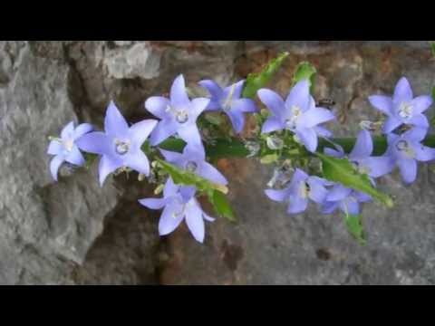 Zoran Jelenkovic - Cvit iz kamena