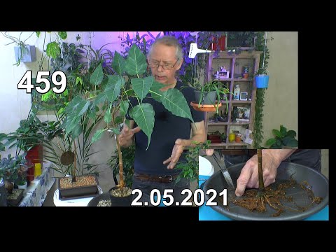 Bonsai Zimmerbonsai Indoor Pflanzen pflegen schneiden und wachsen lassen