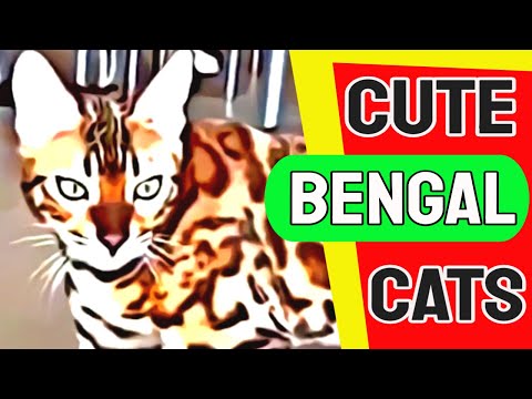 Bengal Cats | Cute Bengal Kittens