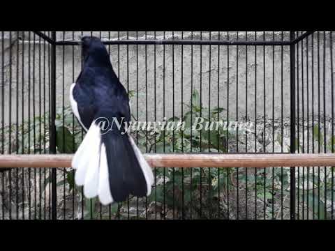 download lagu mp3 mp4 Kacer Ngobra, download lagu Kacer Ngobra gratis, unduh video klip Download Kacer Ngobra Mp3 dan Mp4 Youtube Gratis