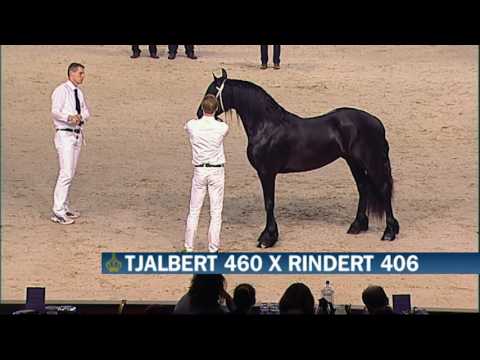 KFPS Hengstenkeuring 2016 Rubriek 01 – Presentatie CO deel 2