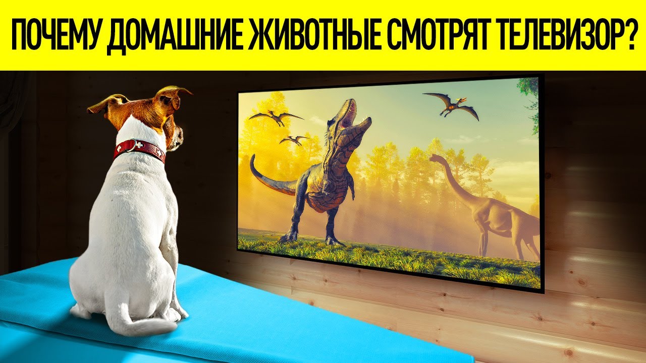 Действительно ли собаки и кошки смотрят телевизор?
