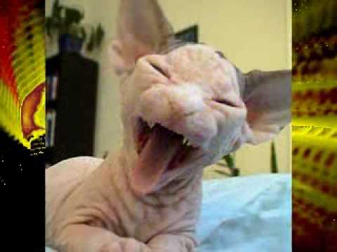 CATS.Kitty in a Basket, by Diana Decker, 1954. With fun cat pics. Enjoy